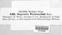Septoria petroselini image